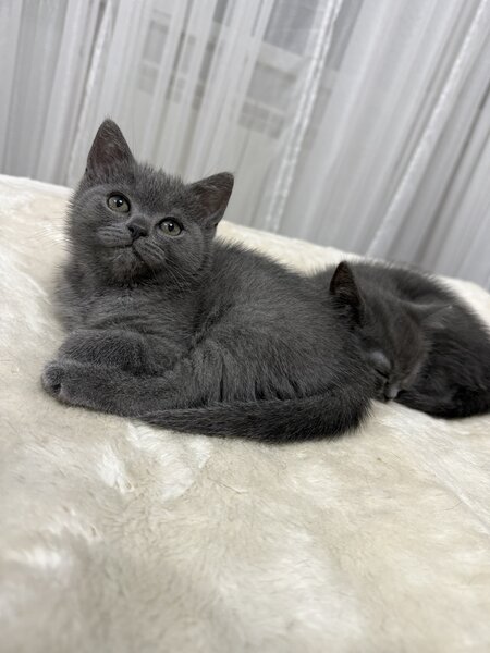 Baietel si fetita British Shorthair blue