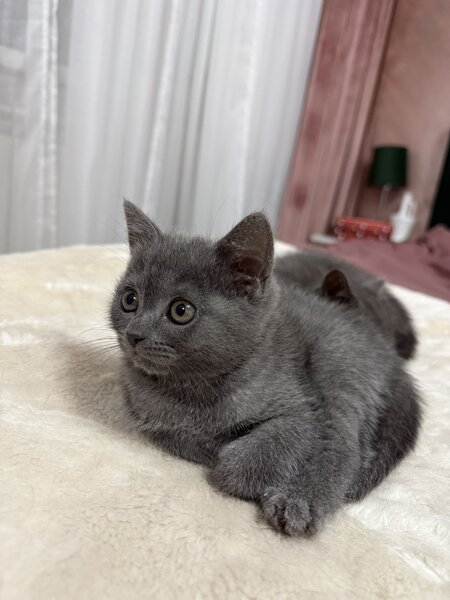 Baietel si fetita British Shorthair blue
