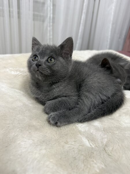 Baietel si fetita British Shorthair blue