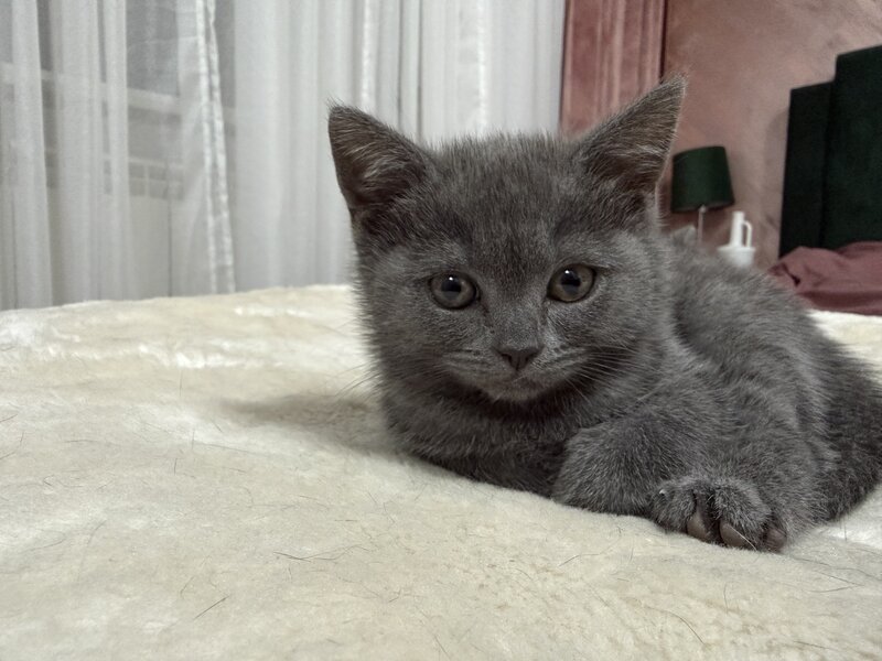 Baietel si fetita British Shorthair blue