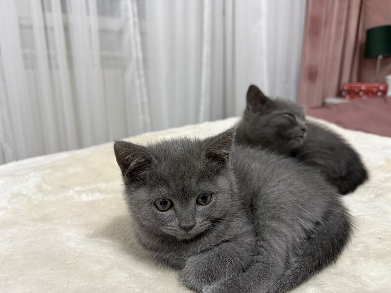 Baietel si fetita British Shorthair blue
