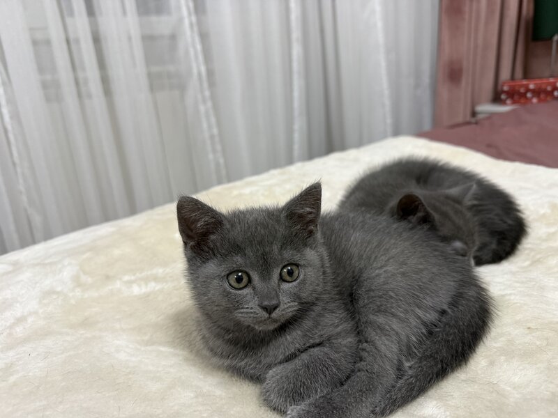 Baietel si fetita British Shorthair blue