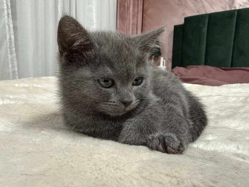 Baietel si fetita British Shorthair blue