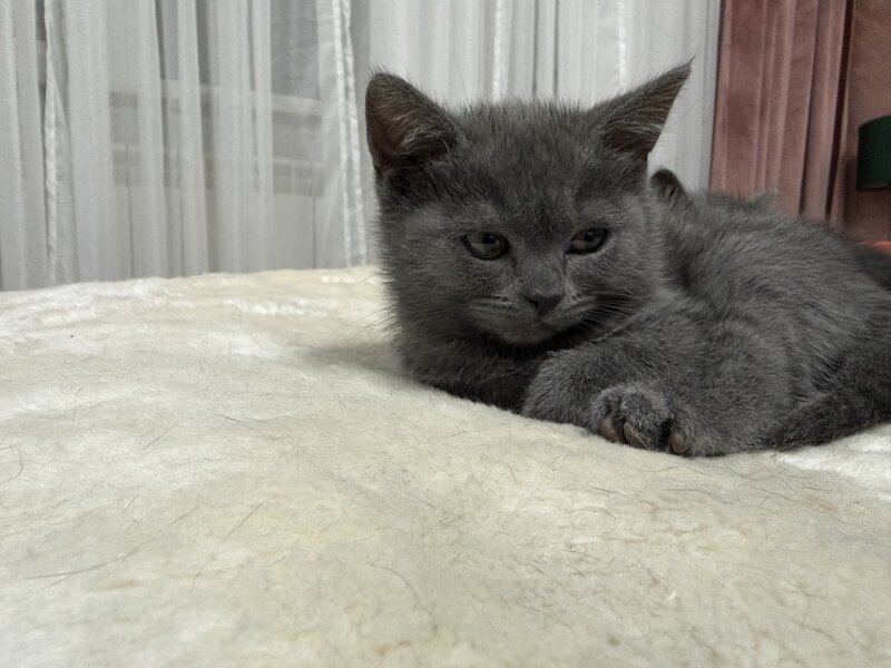 Baietel si fetita British Shorthair blue