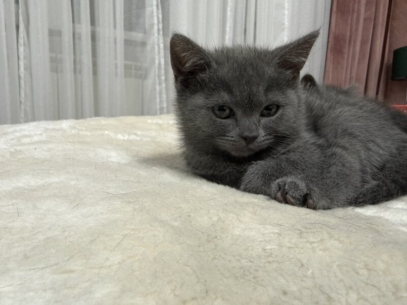 Baietel si fetita British Shorthair blue