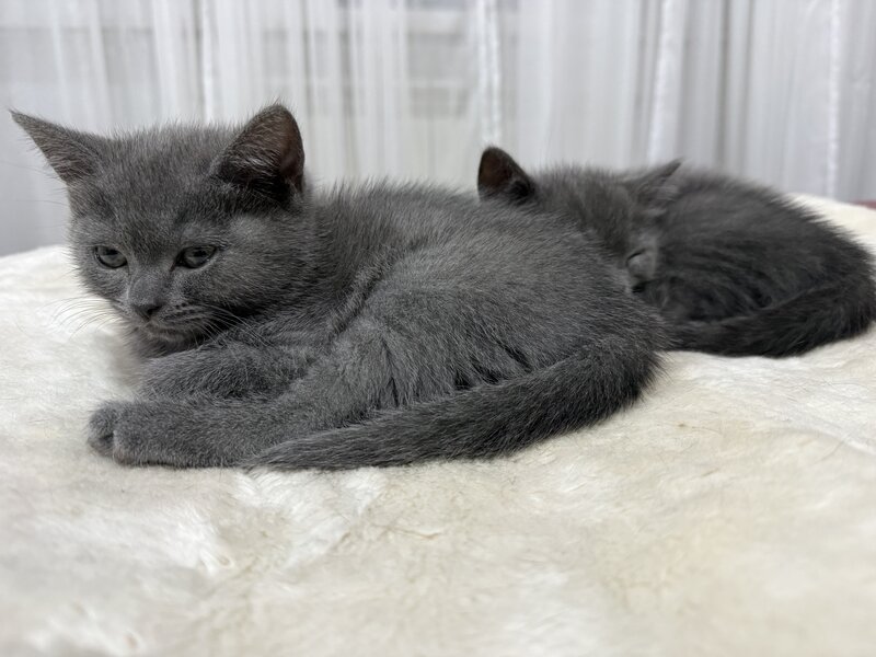 Baietel si fetita British Shorthair blue