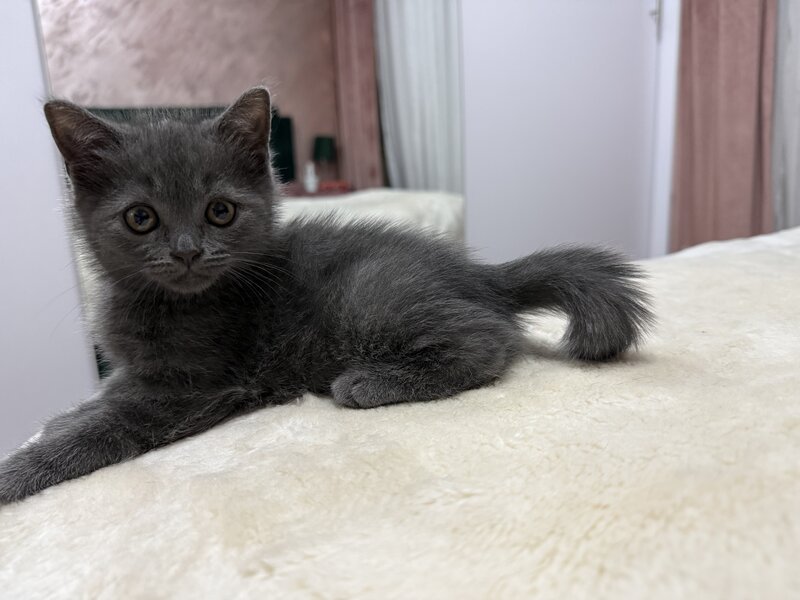 Baietel si fetita British Shorthair blue
