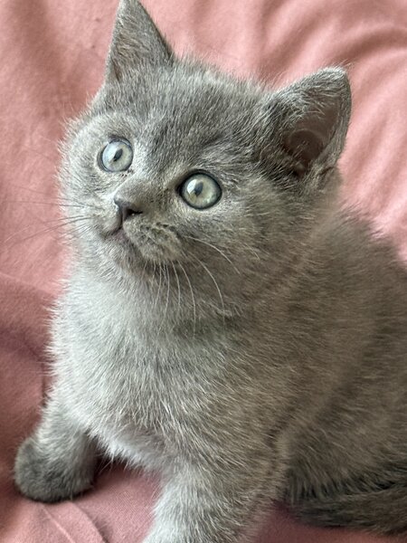 Baietel si fetita British Shorthair blue