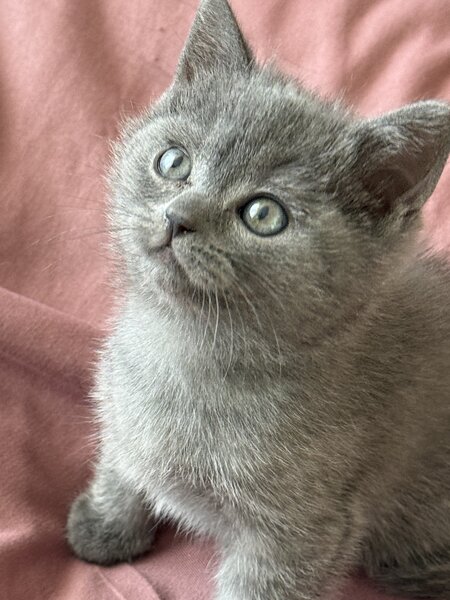 Baietel si fetita British Shorthair blue