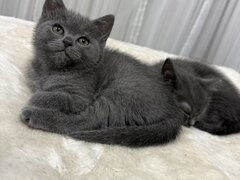 Baietel si fetita British Shorthair blue