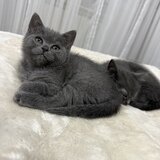 Baietel si fetita British Shorthair blue