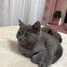 Baietel si fetita British Shorthair blue