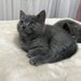 Baietel si fetita British Shorthair blue