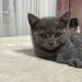 Baietel si fetita British Shorthair blue