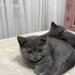Baietel si fetita British Shorthair blue