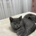 Baietel si fetita British Shorthair blue