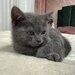 Baietel si fetita British Shorthair blue