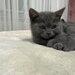 Baietel si fetita British Shorthair blue