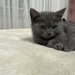 Baietel si fetita British Shorthair blue