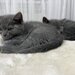 Baietel si fetita British Shorthair blue
