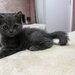 Baietel si fetita British Shorthair blue