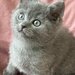 Baietel si fetita British Shorthair blue