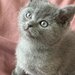 Baietel si fetita British Shorthair blue